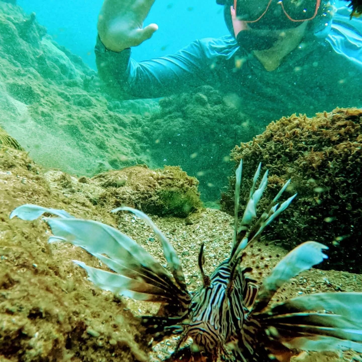 Snorkeling next to fish