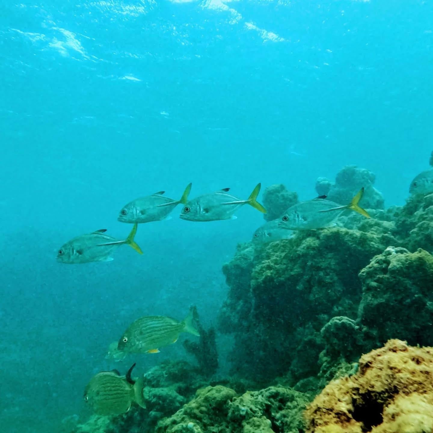 School of fish