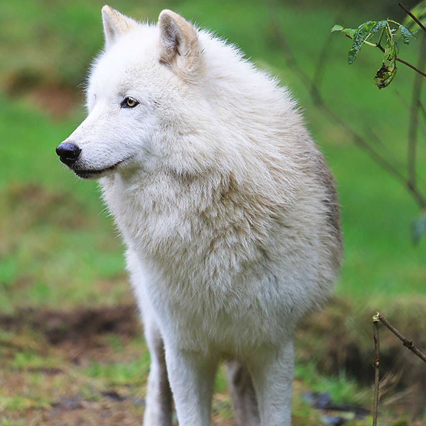 Wolf Sanctuary Tour