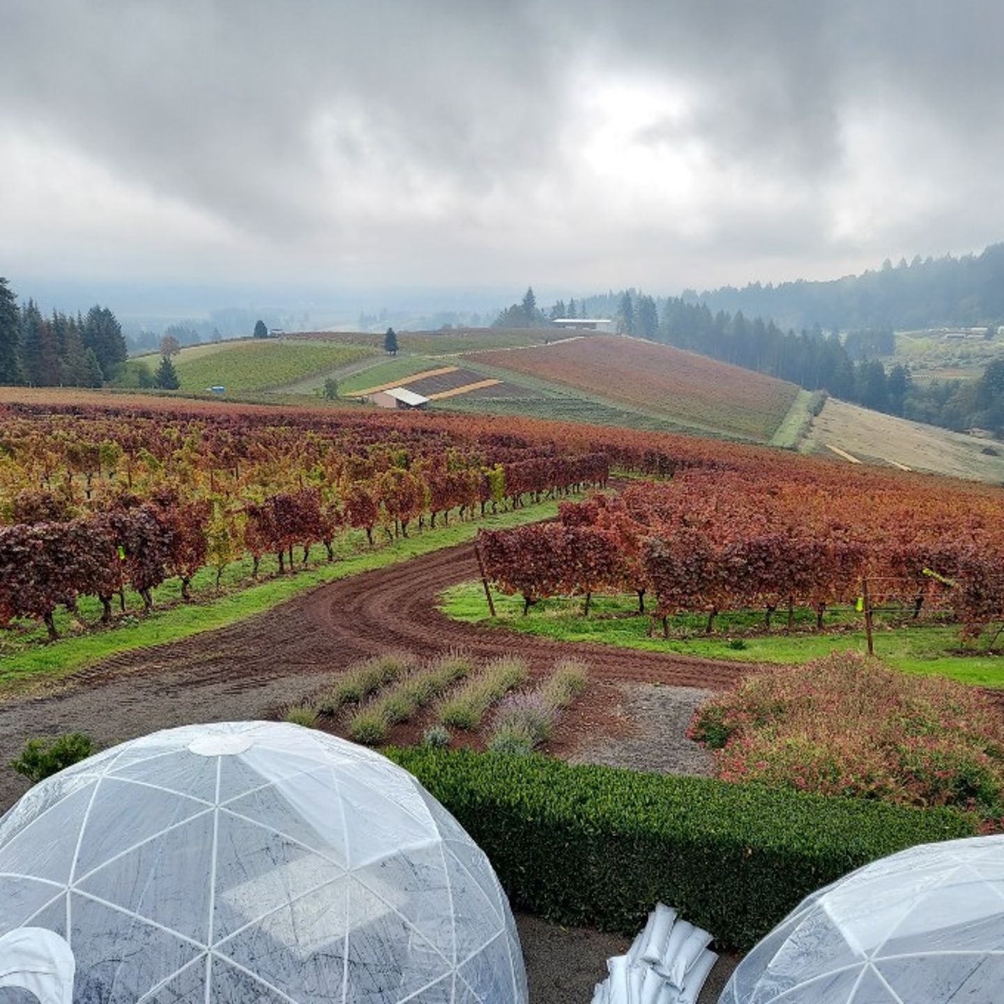Vineyard