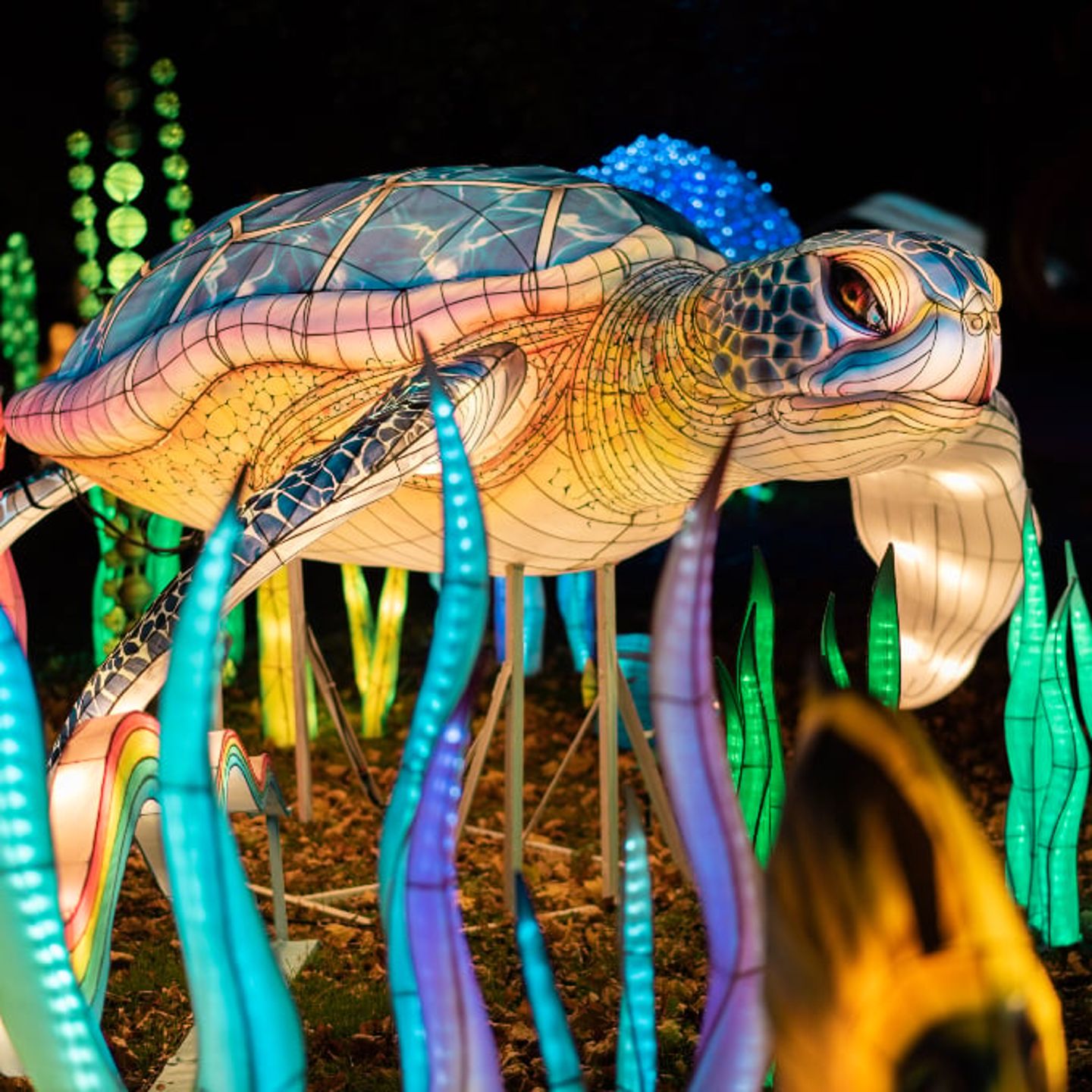 Sea turtle