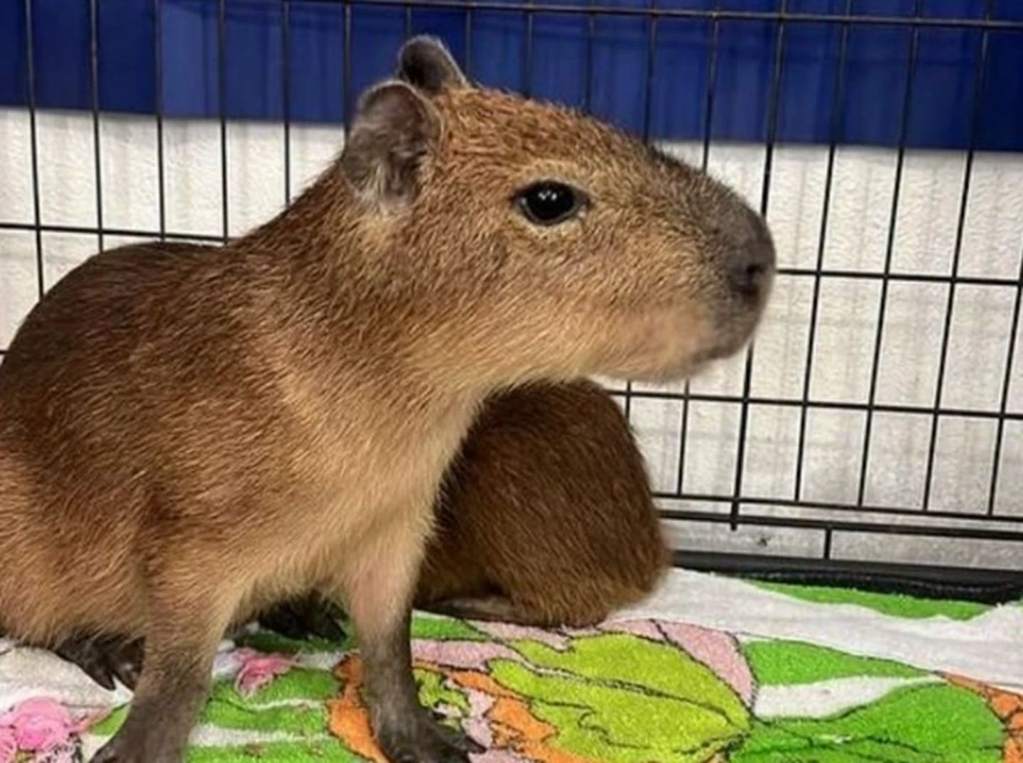 Small capybara