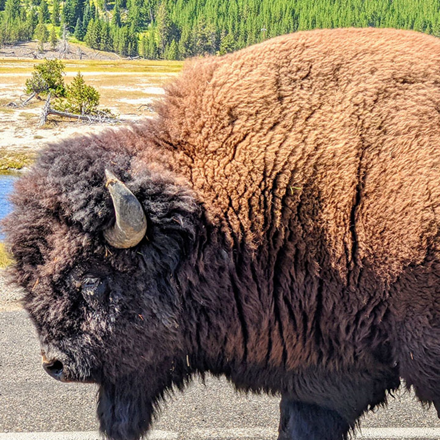 Bison in Yellowstone