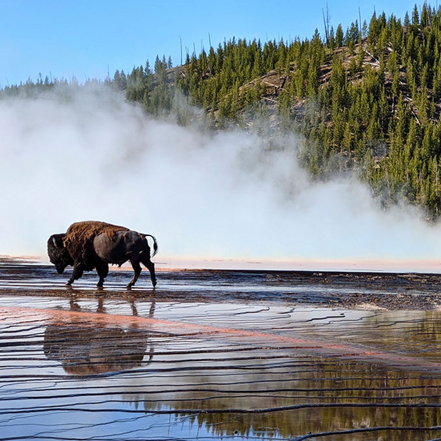 Yellowstone VIP Tour