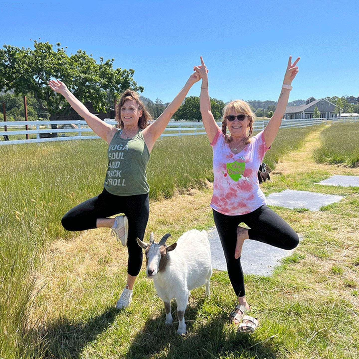 Stretching with Goats
