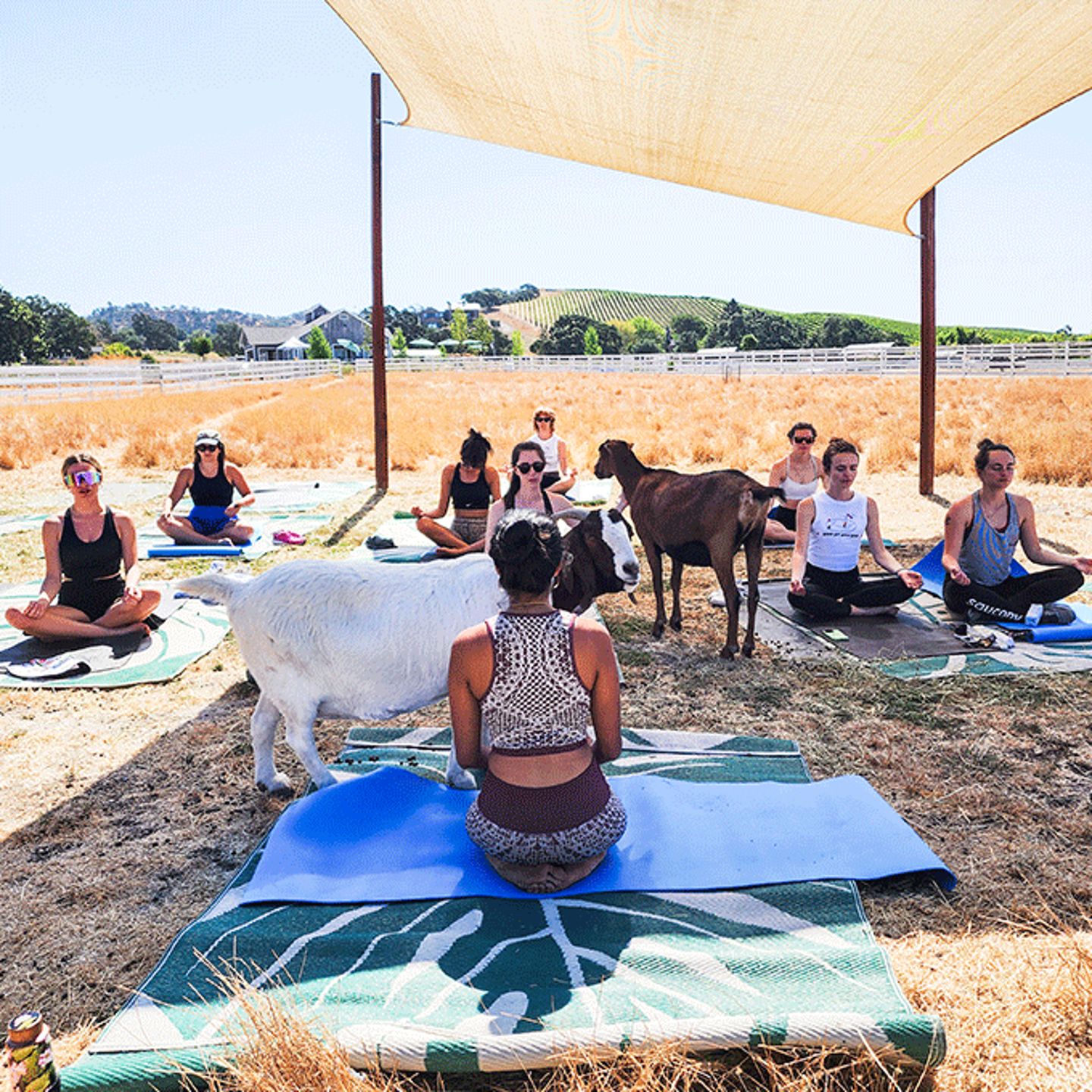 Yoga with Goats