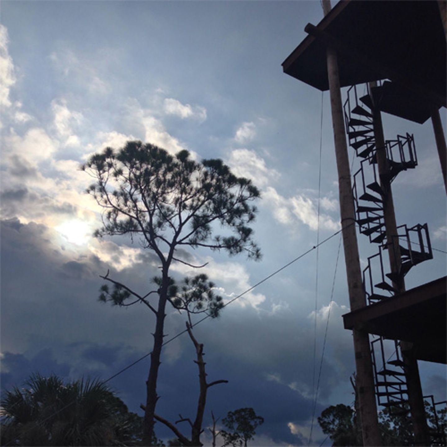 Guided Zip Line Tour in Tampa