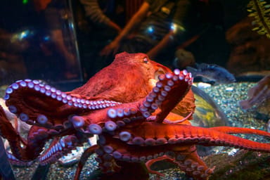 Go City | San Francisco Essentials Pass - 3 Attractions