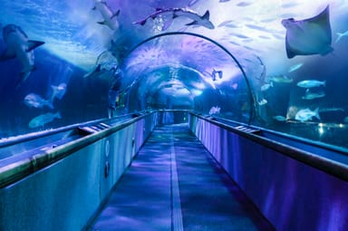 Go City | San Francisco Essentials Pass - 3 Attractions