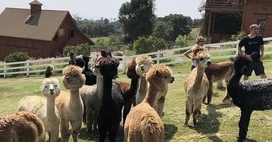 Canzelle Alpacas Farm Tour