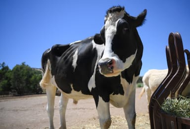 Visit to Southern California's Farm Sanctuary