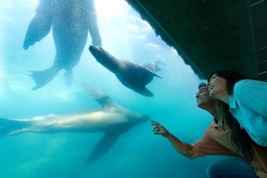 Aquarium of the Pacific Admission and Harbor Cruise for Two