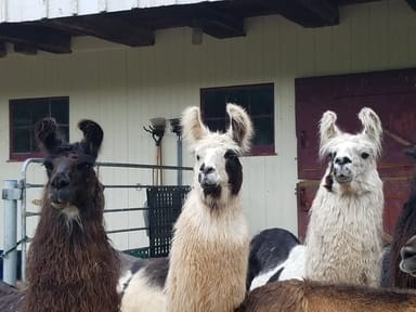 Buck Hollow Llamas Farm Visit
