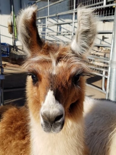 Buck Hollow Llamas Farm Visit