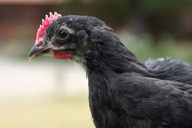 Visit to Southern California's Farm Sanctuary