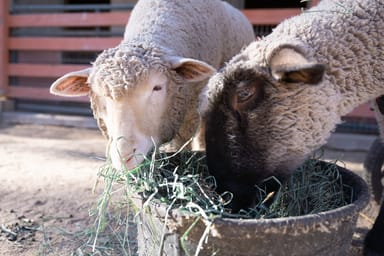 Visit to Southern California's Farm Sanctuary