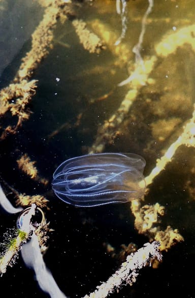 Bioluminescent Comb Jelly Kayak Tour - Indian Lagoon