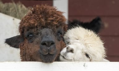Alpaca Walk and Farm Tour in New Jersey