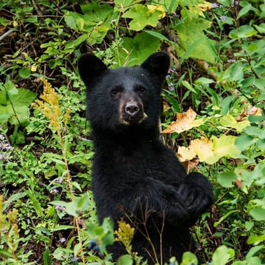 4-Day Best of Yellowstone Summer Tour