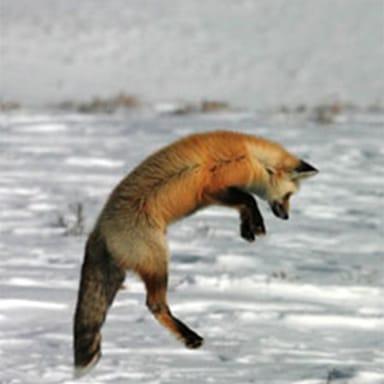 4-Day Best of Yellowstone Winter Tour