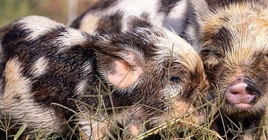 Cuddle with Kunekune Pigs at Halbert Farm