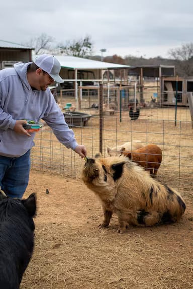 Cuddle with Kunekune Pigs at Halbert Farm