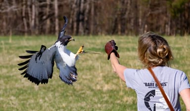 Intro to Falconry Lesson