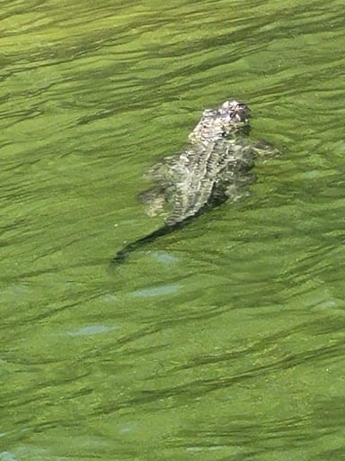 Dolphin and Wildlife Cruise in Cocoa Beach