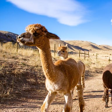 Immersive Alpaca Encounter