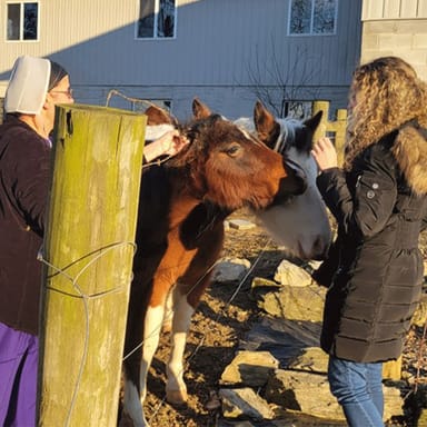 Amish Country Tour and Traditional Meal