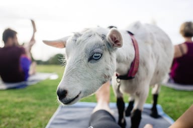 Goat Yoga Experience in Maui