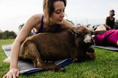 Goat Yoga Experience in Maui