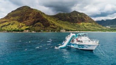 Dolphin Tour with Lunch