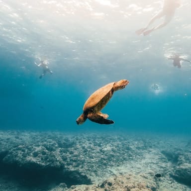 Waikiki Turtle Canyon Snorkel Tour