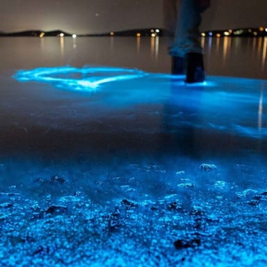 Bioluminescent Paddle Adventure