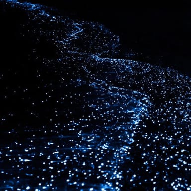 Night Bioluminescence Kayaking Adventure