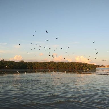Mangrove Island Glass Bottom Kayak Tour