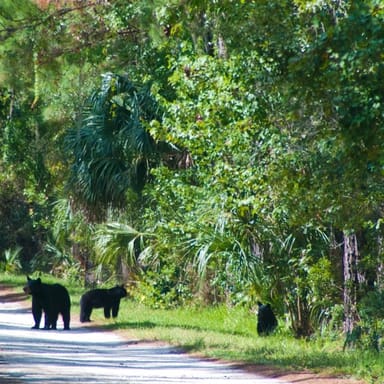 Hiking Adventure in the Black Bear Wilderness Area