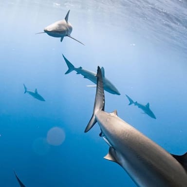 North Shore Snorkel with Sharks Tour