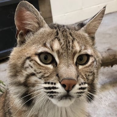 Bobcat Encounter at the Oglebay Good Zoo