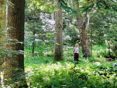 Private Forest Bathing Session