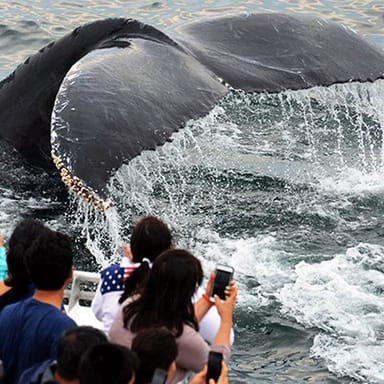 Whale Watching