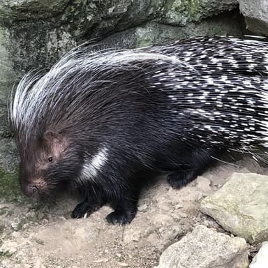 Cape Porcupine Encounter at the Oglebay Good Zoo