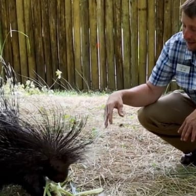 Cape Porcupine Encounter at the Oglebay Good Zoo