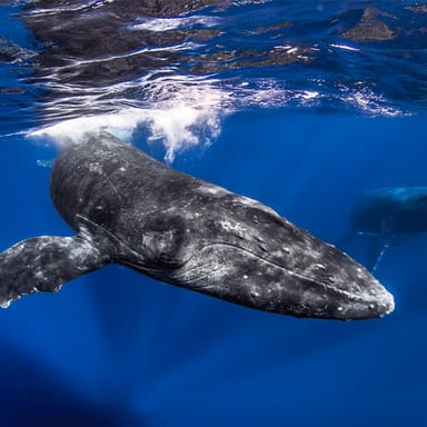 All-Inclusive Maui Whale Watch Adventure