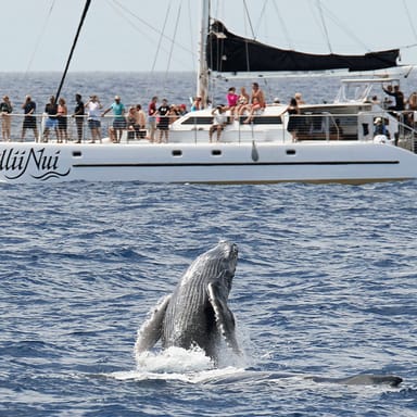 All-Inclusive Maui Whale Watch Adventure
