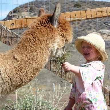 Immersive Alpaca Encounter