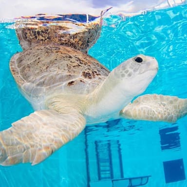 Full-Day Orlando to Clearwater Beach Adventure