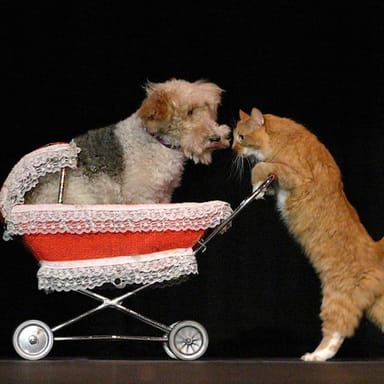 VIP Tickets to the Comedy Pet Theater