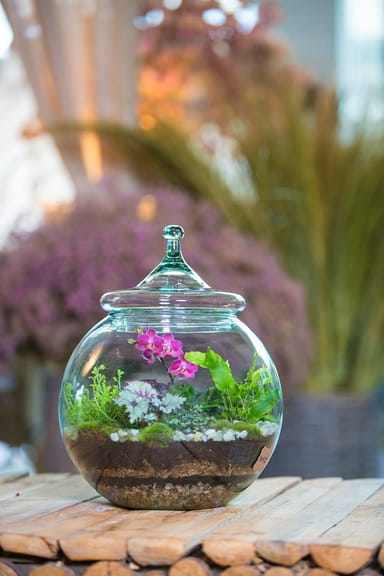Create Your Own Tropical Orchid Terrarium
